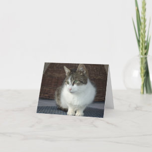 Solo gatos y gatitos - tarjeta en blanco