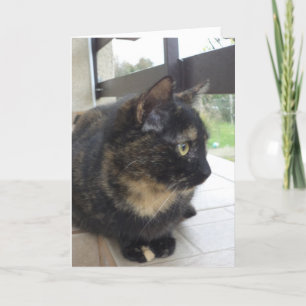 Solo gatos y gatitos - tarjeta en blanco