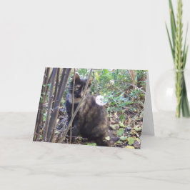 Solo gatos y gatitos - tarjeta en blanco