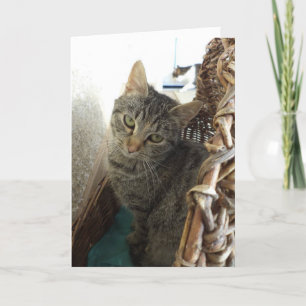 Solo gatos y gatitos - tarjeta en blanco