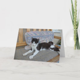 Solo gatos y gatitos - tarjeta en blanco