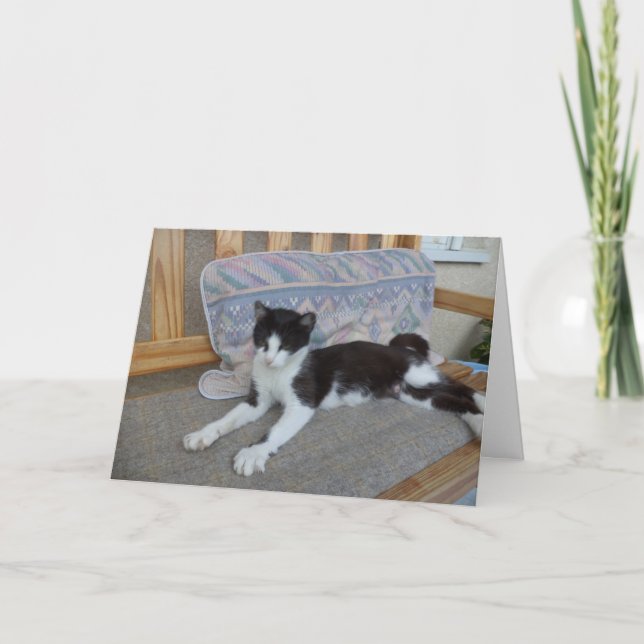 Solo gatos y gatitos - tarjeta en blanco (Anverso)