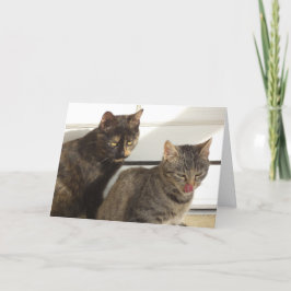 Solo gatos y gatitos - tarjeta en blanco