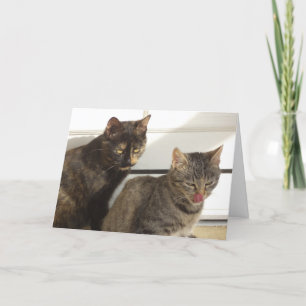 Solo gatos y gatitos - tarjeta en blanco
