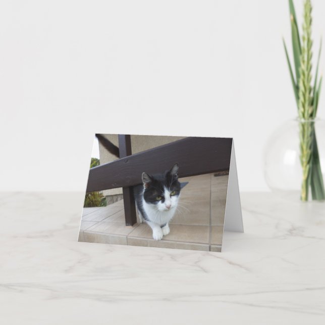 Solo gatos y gatitos - tarjeta en blanco (Anverso)