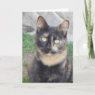 Solo gatos y gatitos - tarjeta en blanco