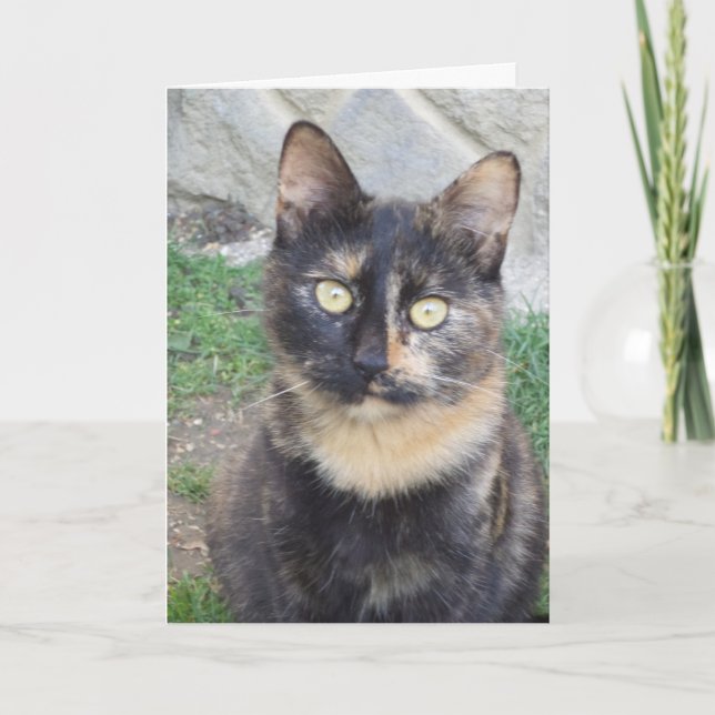 Solo gatos y gatitos - tarjeta en blanco (Anverso)