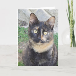 Solo gatos y gatitos - tarjeta en blanco