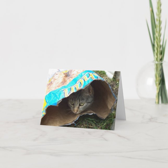 Solo gatos y gatitos - tarjeta en blanco (Anverso)