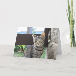 Solo gatos y gatitos - tarjeta en blanco