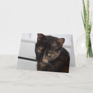 Solo gatos y gatitos - tarjeta en blanco