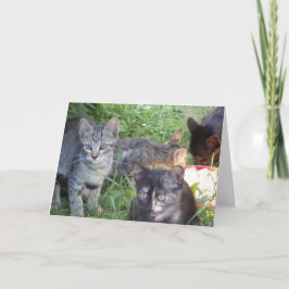 Solo gatos y gatitos - tarjeta en blanco