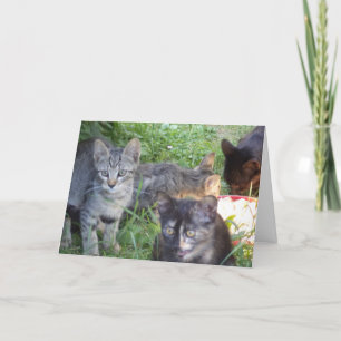 Solo gatos y gatitos - tarjeta en blanco