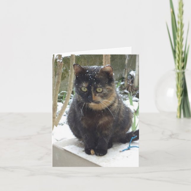 Solo gatos y gatitos - tarjeta en blanco (Anverso)