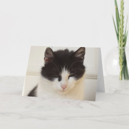 Solo gatos y gatitos - tarjeta en blanco