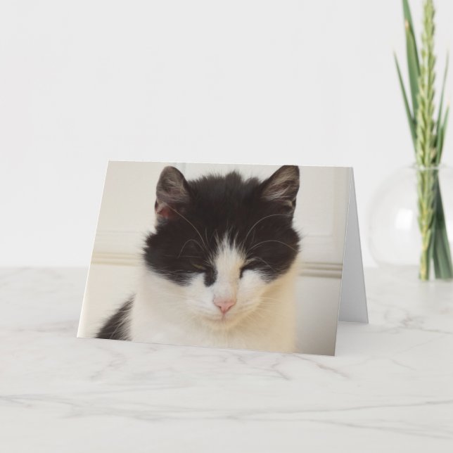 Solo gatos y gatitos - tarjeta en blanco (Anverso)