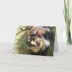 Solo gatos y gatitos - tarjeta en blanco