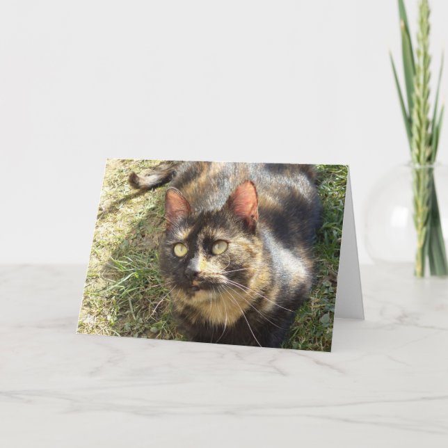 Solo gatos y gatitos - tarjeta en blanco (Anverso)