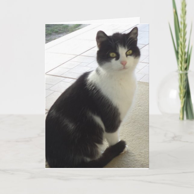 Solo gatos y gatitos - tarjeta en blanco (Anverso)