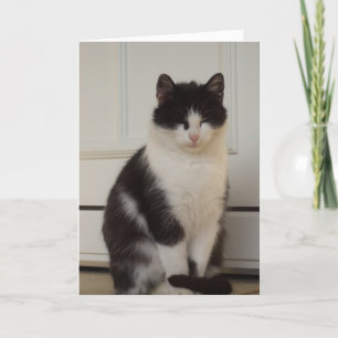 Solo gatos y gatitos - tarjeta en blanco