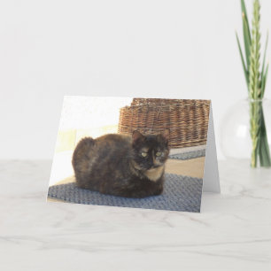 Solo gatos y gatitos - tarjeta en blanco