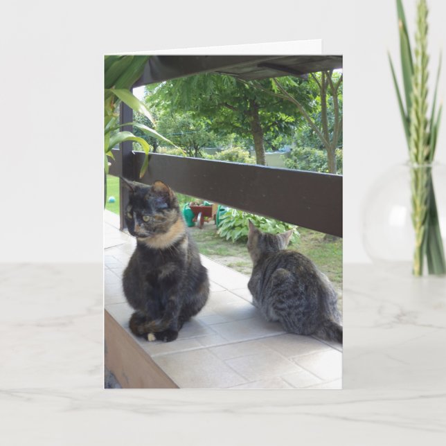 Solo gatos y gatitos - tarjeta en blanco (Anverso)