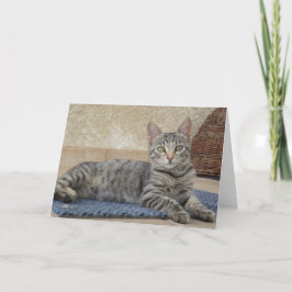 Solo gatos y gatitos - tarjeta en blanco