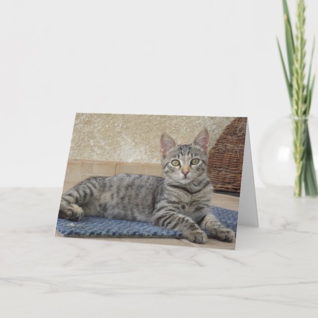 Solo gatos y gatitos - tarjeta en blanco (Anverso)