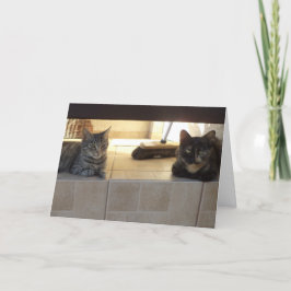 Solo gatos y gatitos - tarjeta en blanco