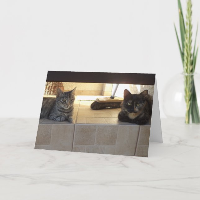 Solo gatos y gatitos - tarjeta en blanco (Anverso)