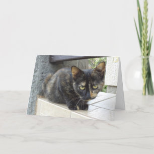 Solo gatos y gatitos - tarjeta en blanco