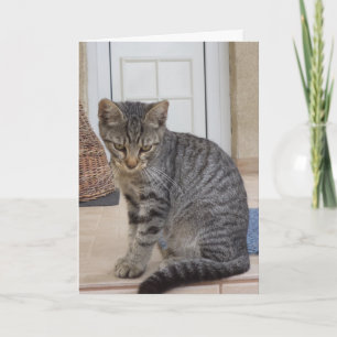 Solo gatos y gatitos - tarjeta en blanco