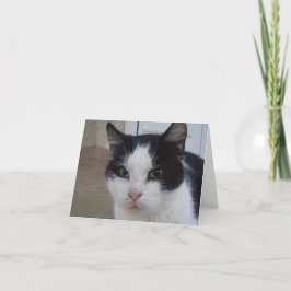 Solo gatos y gatitos - tarjeta en blanco