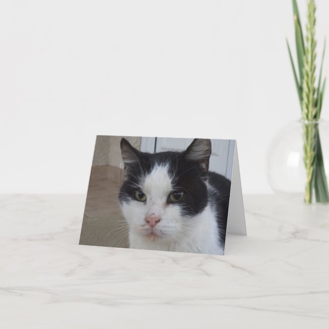 Solo gatos y gatitos - tarjeta en blanco (Anverso)