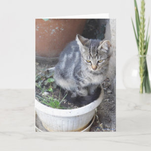 Solo gatos y gatitos - tarjeta en blanco