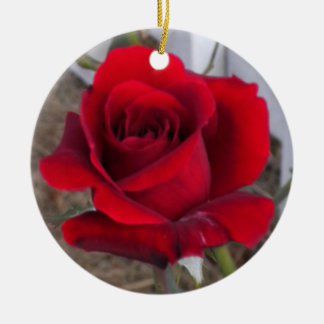 Solo ornamento del rosa rojo