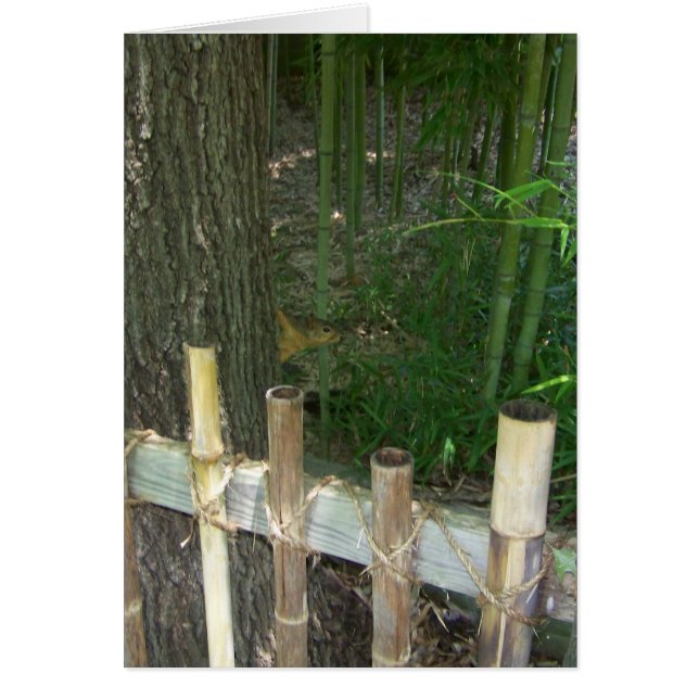 solo por diversión, atrapan a la ardilla furtiva (Frente)