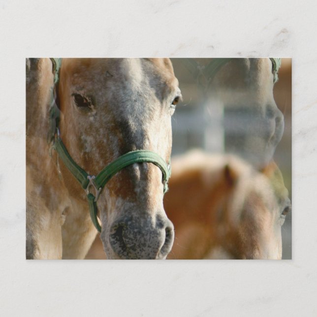 Solo postal de Appaloosas (Anverso)