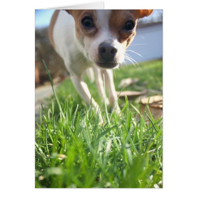 ¡Sólo reviso para saludar! (Frente)