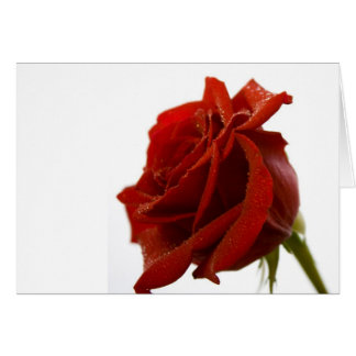 Solo rosa rojo con descensos de rocío