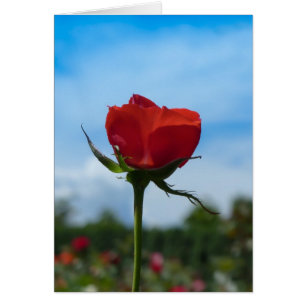 Solo rosa rojo y cielo azul
