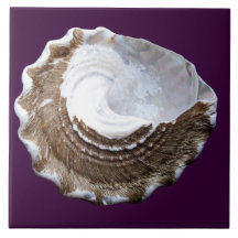 Solo Shell teja