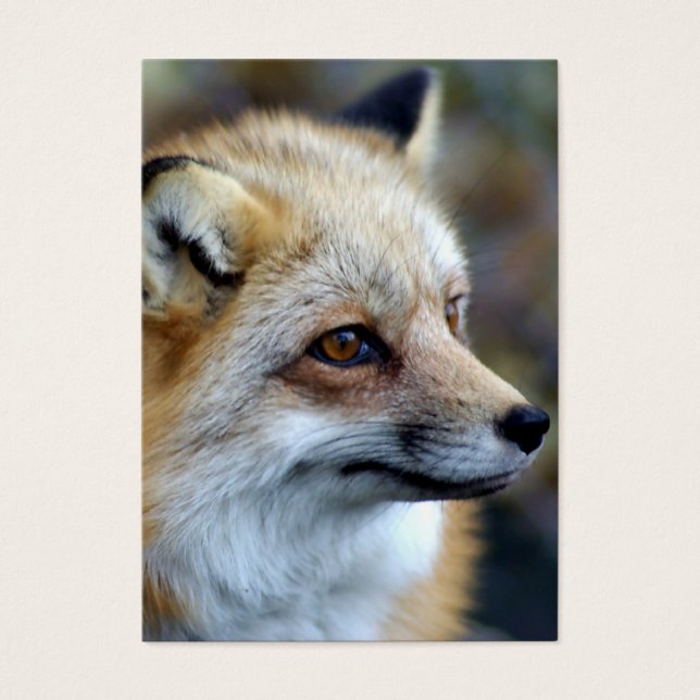 Sólo un lindo zorro (Frente)