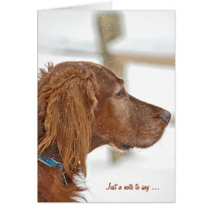Sólo una nota de Irish Setter