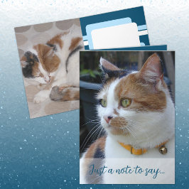 Sólo una nota para decir que 3 fotos de gatos azul