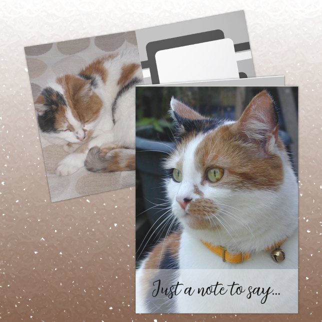 Solo una nota para decir que 3 fotos de gatos son  (Subido por el creador)
