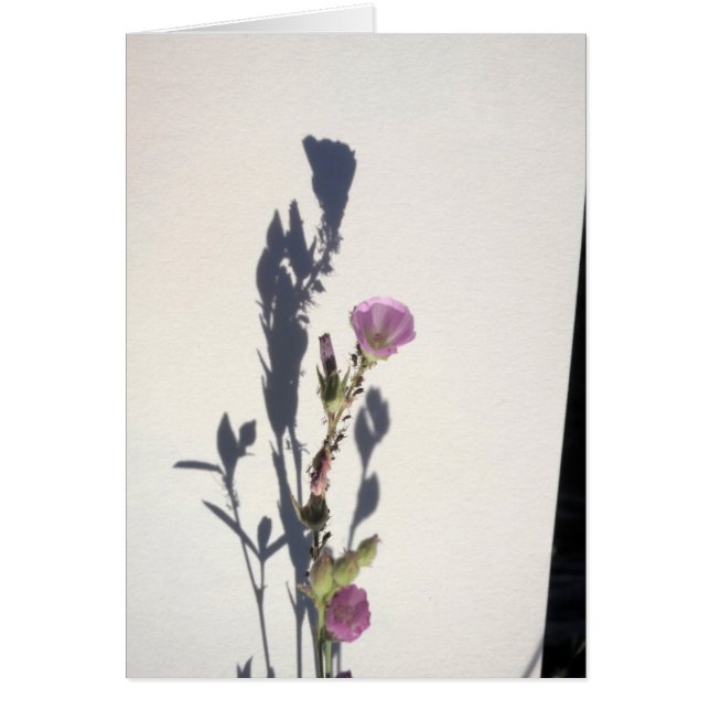 Sombra 2014 del Wildflower (Frente)