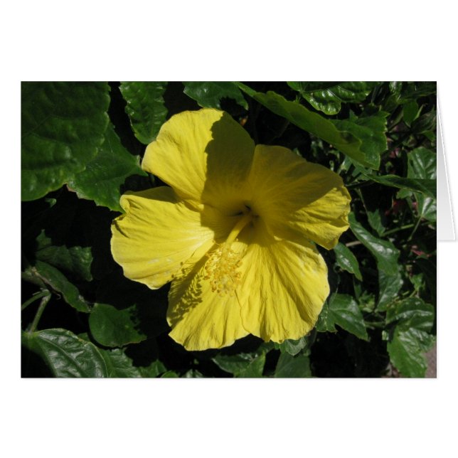 Sombra amarillo en blanco (Anverso (Horizontal))