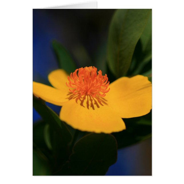 Sombra de flor (Frente)