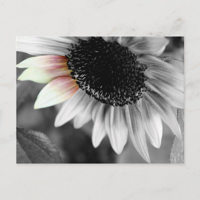 sombras de postales solares (Anverso)